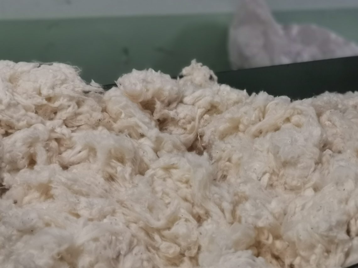 coton brut à l'atelier musée du textile à Bolbec